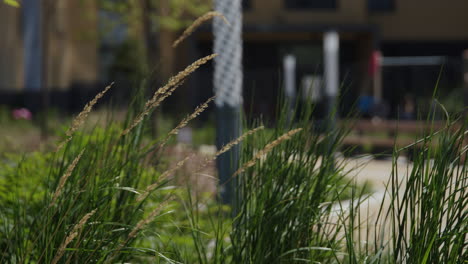 urban park scene with tall grass