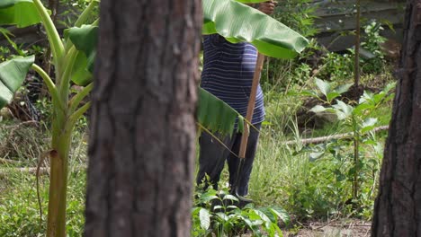 a man working in rural plantation in latin america