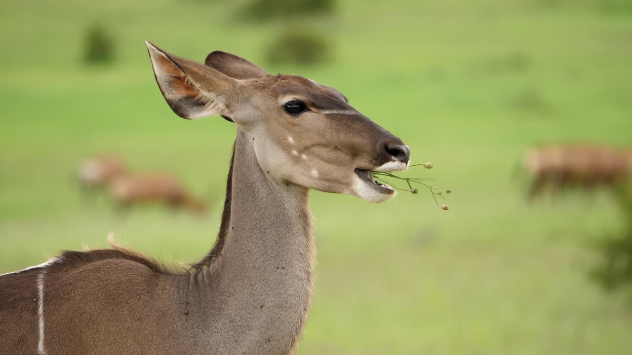 kudu hembra comiendo, gira la cabeza desde la cámara, se aleja, plano medio, en áfrica verde