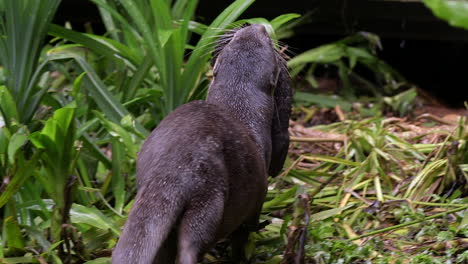 Eine-Ausgewachsene,-Glatt-Beschichtete-Ottermutter,-Die-Ihren-Welpen-Aus-Dem-Grünen-Gras-Hebt-Und-Ihn-Zu-Ihrem-Holt-Bringt---Zeitlupe