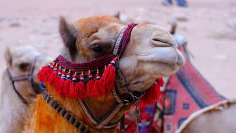 Close-up-of-camel-wearing-intricate-Arabian-head-gear-whilst-taking-a-rest-in-the-ancient-city-of-Petra-in-Jordan