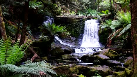 horseshoe falls surrounded by ferns in tasmania