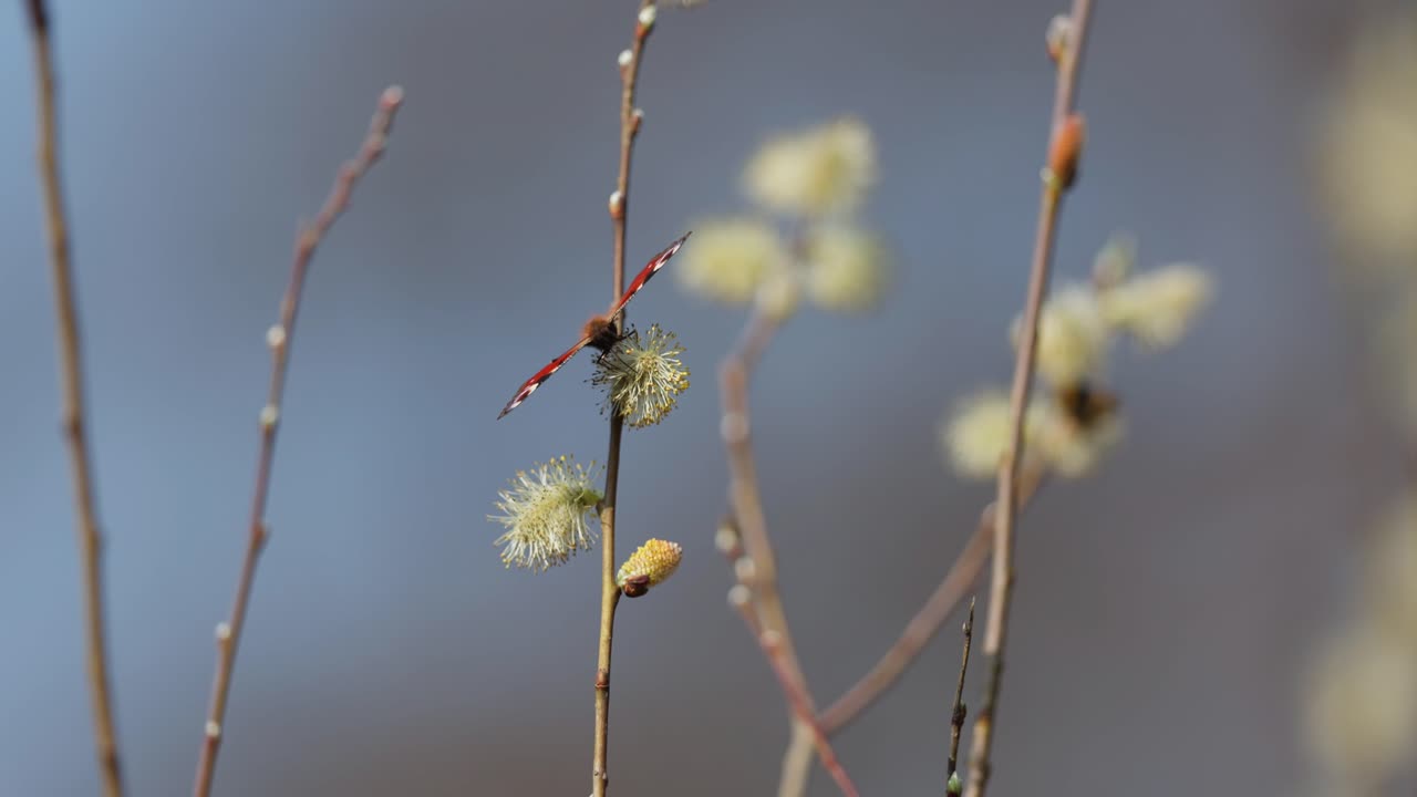 mariposa en los gatos de sauce