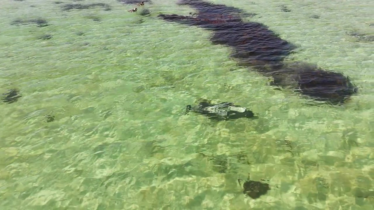 Drone footage of Commerson’s dolphin moving through clean ocean water from above, aerial shot