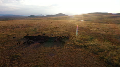 Drone-recording-of-livestock-in-a-scenic-golden-valley-with-mountains-in-the-background