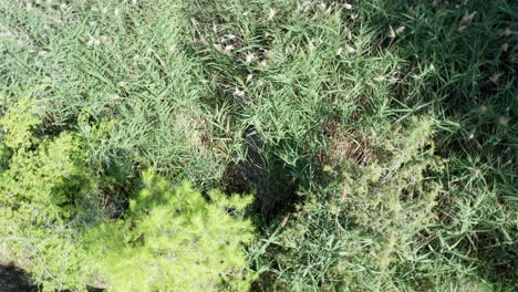 dense foliage - wilderness - spinning overhead top-down aerial view