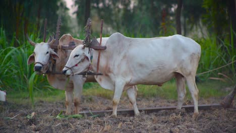 dos vacas blancas comiendo en la granja, listas para cosechar