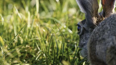 primer plano extremo de una liebre silvestre comiendo hierba en un día soleado con un enfoque ajustado en el ojo, movimiento lento