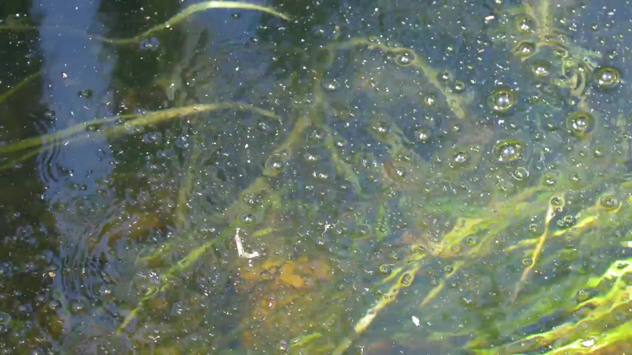 Bolle d'aria che salgono attraverso l'acqua limpida sopra piante acquatiche