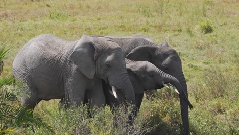 african elephant herd family drinking water in a green landscape