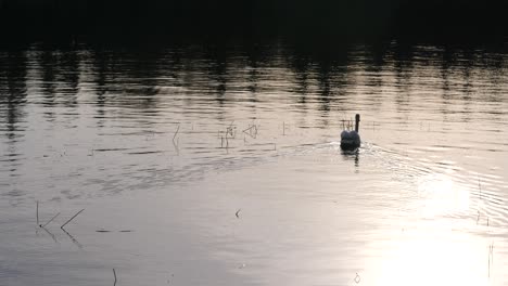 beautiful swan swimming in lull calm water at sunset, ready for grading