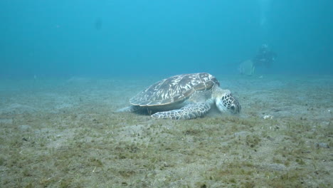 Calm tutle eating grass in shallow waters, scuba diver near