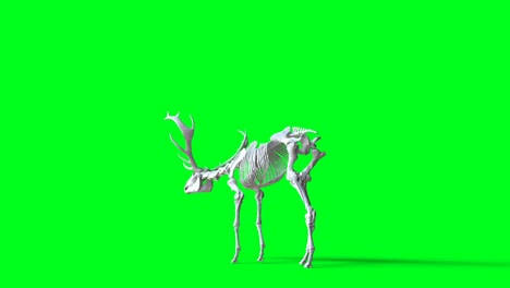 skeleton deer animation on green screen. isolate. realistic 4k animation.