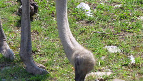Close-up-shot-of-wild-ostrich-pecking