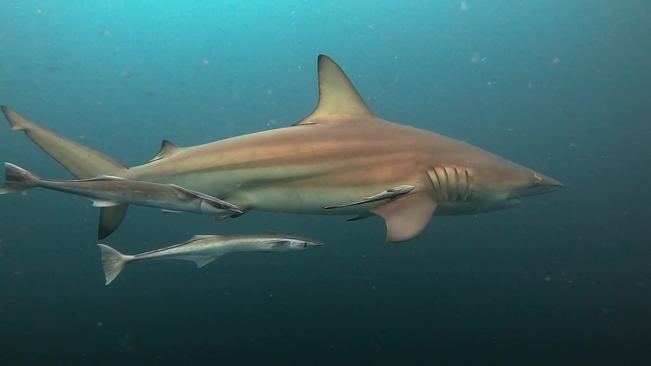 Underwater Close-Up of a Oceanic Blacktip Shark in Slow Motion