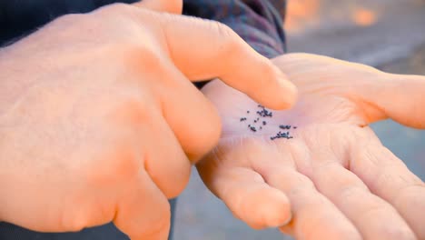 man checking seeds in green house 4k