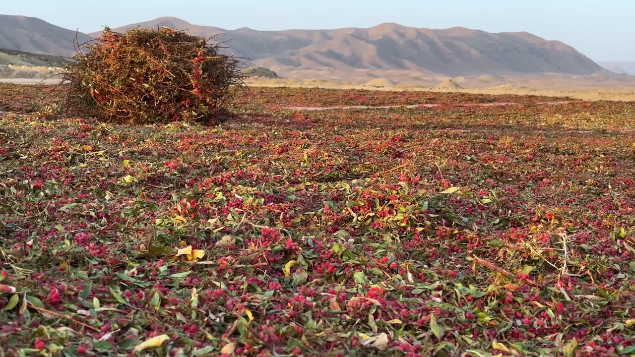 de izquierda a derecha pan barberry jardín granja winnowing campo en iran temprano en la mañana amanecer hora de oro montaña maravilloso paisaje de fondo de vista amplia tiro escénico de barberías arbusto temporada de cosecha iran