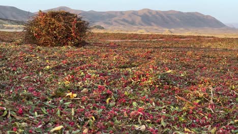 left to right pan barberry garden farm winnowing field in iran early morning sunrise golden time mountain wonderful landscape wide view background scenic shot from barberries shrub harvest season iran