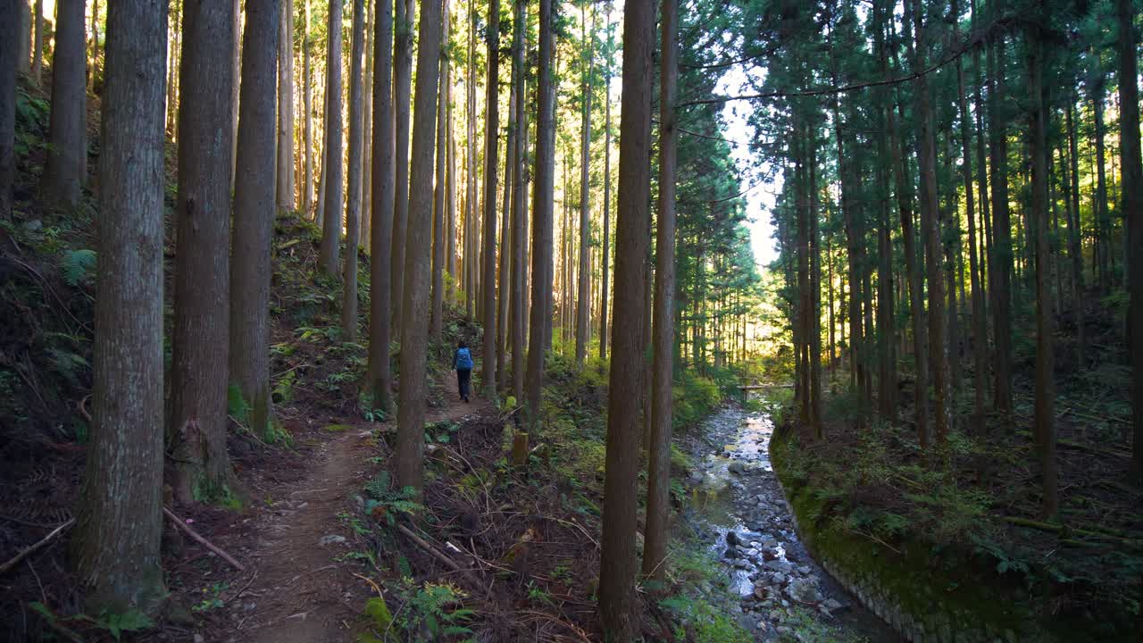 在日本的松树林里, 一名徒步旅行者沿着溪流走路
