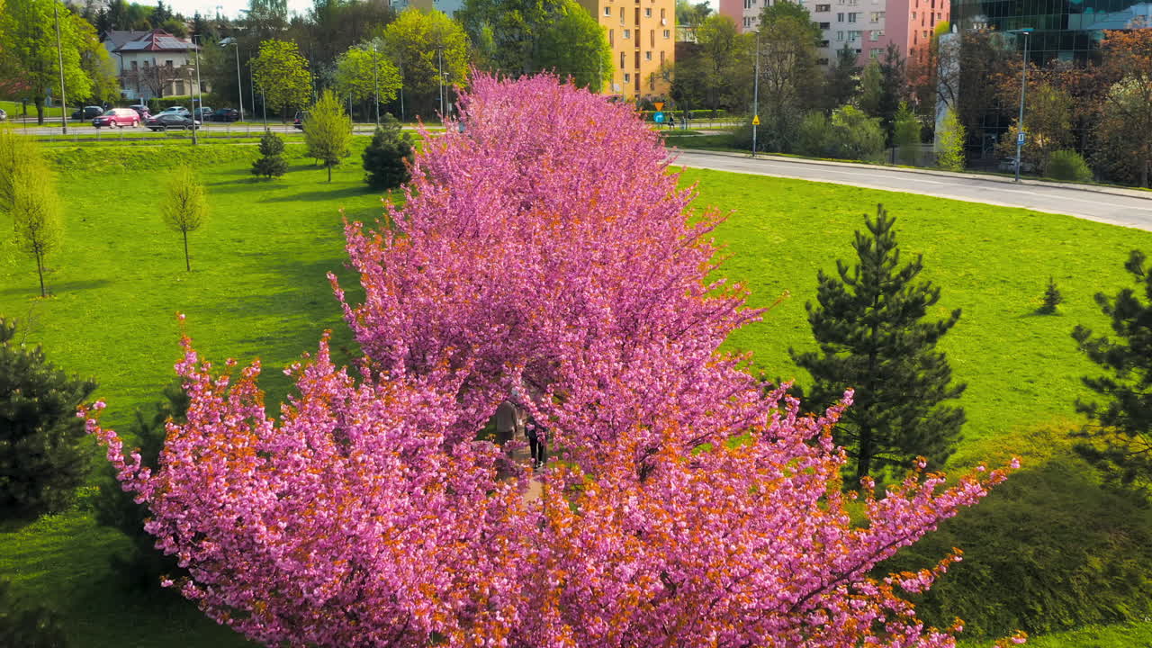 Drone view of cherry blossom alley - sakura at spring time in Bronowice, Krakow, Poland.
Morning, soft light.
Some people taking photos.