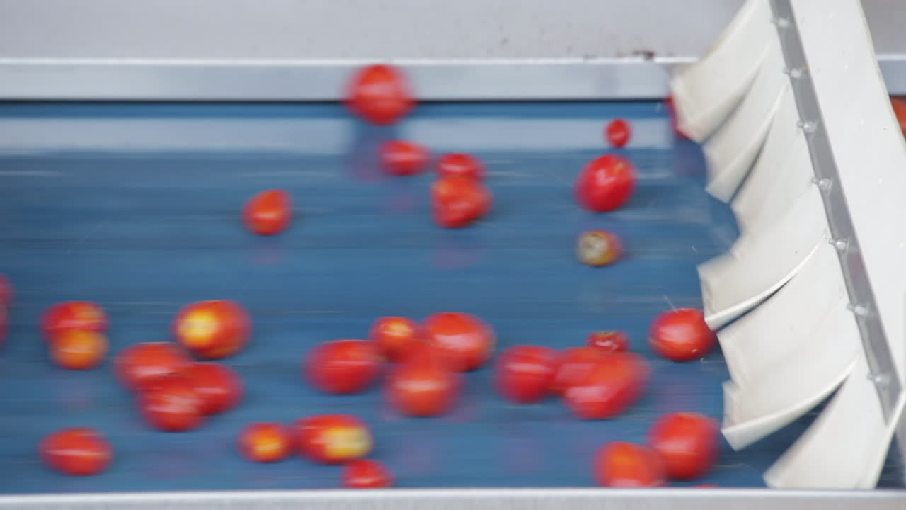 Tomatoes on a Conveyor Belt in a Food Processing Plant