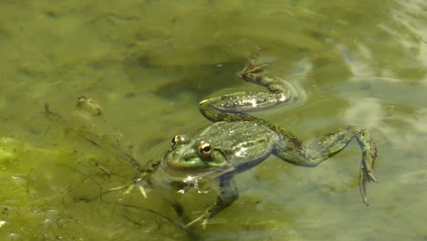 Frosch-Im-See.-Natur,-Tierwelt