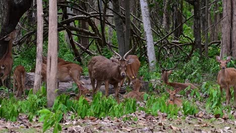 the eld's deer is an endangered species due to habitat loss and hunting