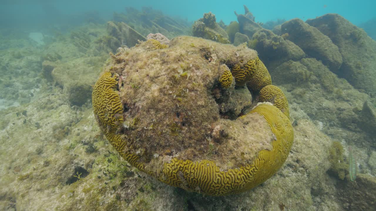 Filmagem subaquática mostrando um grande coral esponjoso amarelo crescendo em um recife rochoso em águas tropicais cristalinas, cercado por ervas marinhas e vida marinha