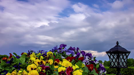 time lapse of clouds in sky overlooking beautiful pansy flowers bed