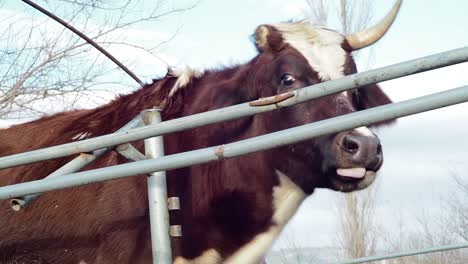 cow itches on iron fence