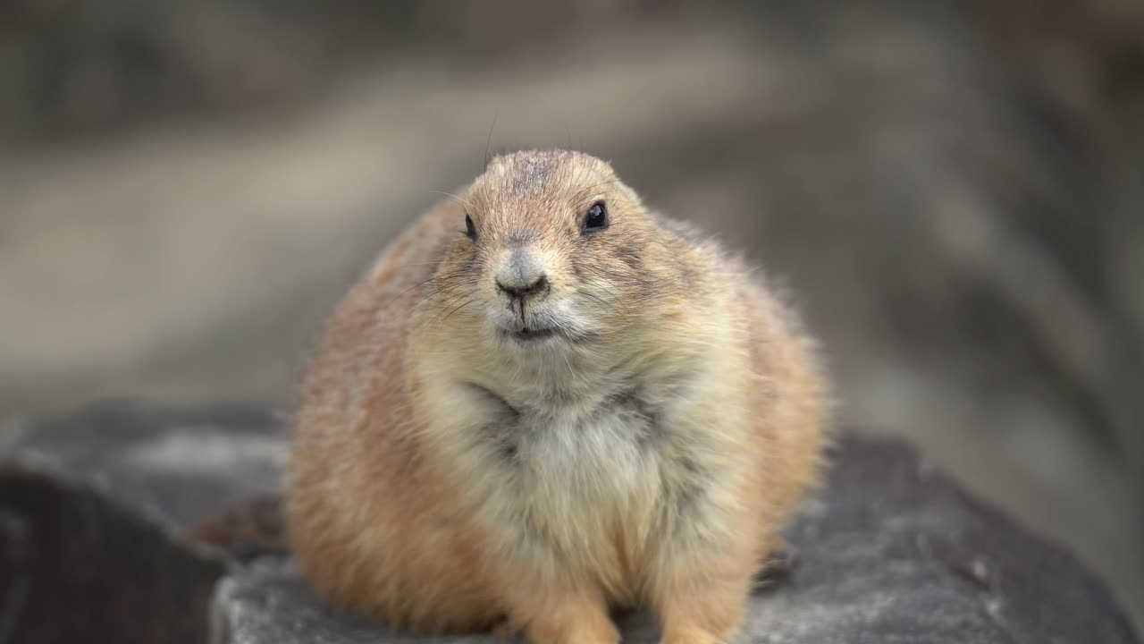 Black-tailed Prairie Dog Looking Around (Handheld)