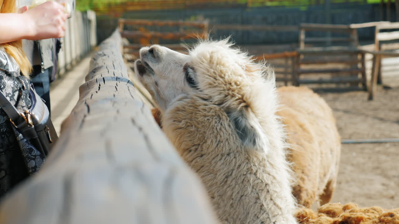 울타리 젊은 라마 뒤에 동물