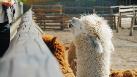 Animales-Detrás-Del-Seto-Joven-Lama