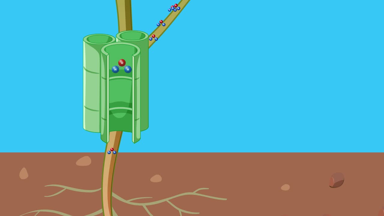 식물 줄기를 통해 물의 움직임을 활성화