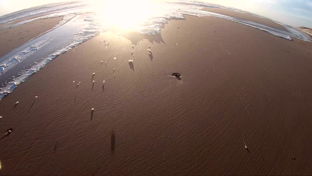 해변에서 폭풍의 해조류 거품, 느린 동작, 모래 해변, 북해, jütland, søndervig, 덴마크, 4k