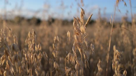 close-up-of-Oat-,-cereal-grain-slow-motion-with-warm-sunshine-light-and-blue-sky-in-countryside-land-farm