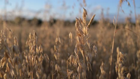 primer plano de avena, grano de cereal a cámara lenta con luz solar cálida y cielo azul en la granja de campo