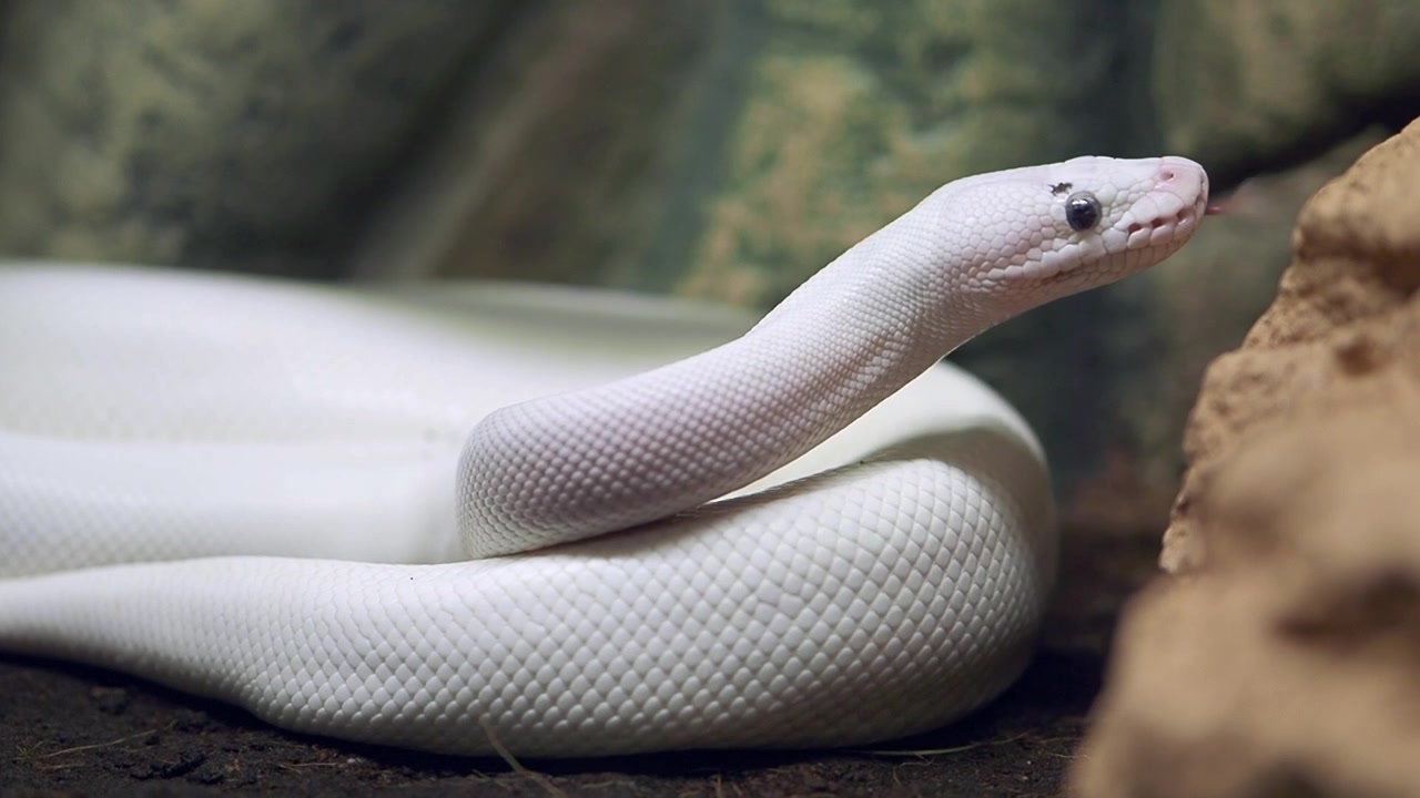 White Ball Python Flicking Tongue in Terrarium