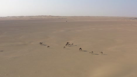 Luftdrohnenaufnahme-Einer-Kamelherde,-Die-Langsam-In-Der-Heißen,-Trockenen-Arabischen-Wüste-Läuft