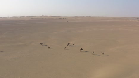 aerial drone shot of a camel herd walking slowly in the hot dry arabian desert