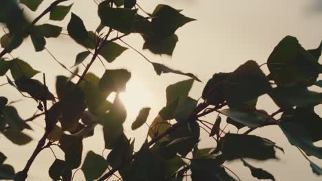 Sun-shining-through-swaying-green-leaves