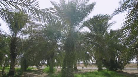 Date-Palm-Trees-With-Sunflare-On-A-Farm-During-Sunny-Morning