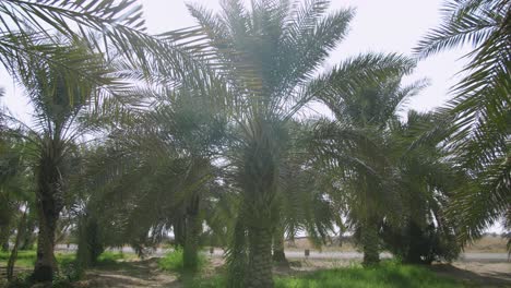 date palm trees with sunflare on a farm during sunny morning