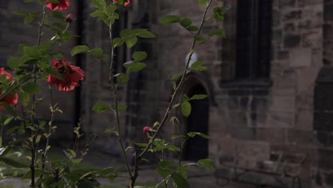 red rose bush growing outside of english church medium panning shot