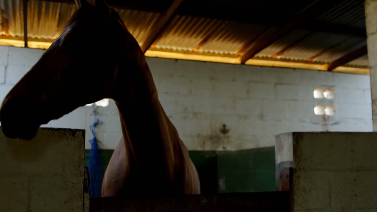 caballo marrón en el establo 4k