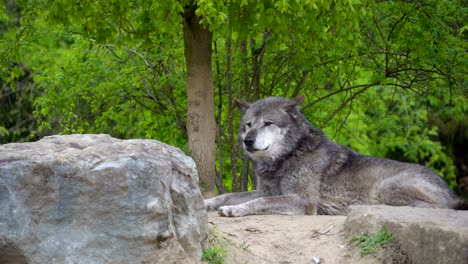 el gran perro de color gris tendido en la roca