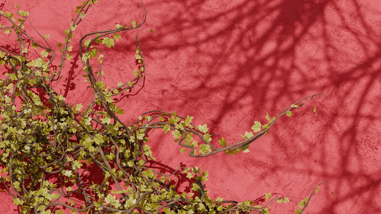 Green climbing vine with small leaves on textured red wall with plant shadows. Spring nature and garden concept. Design for wallpaper, poster, banner.Flat lay composition with copy space