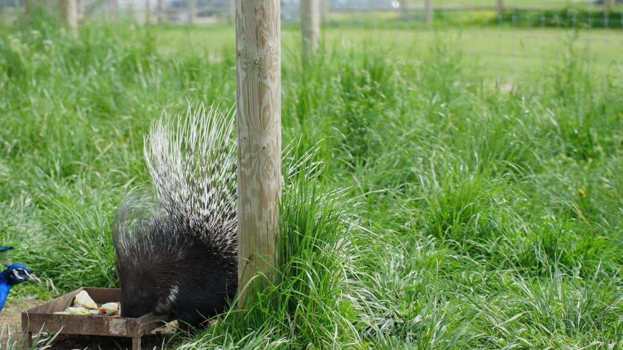 An Indian crested porcupine (Hystrix indica) feeds on fruit in tall grass while a blue peacock watches nearby, beside a wooden post in a grassy fenced enclosure on a bright day