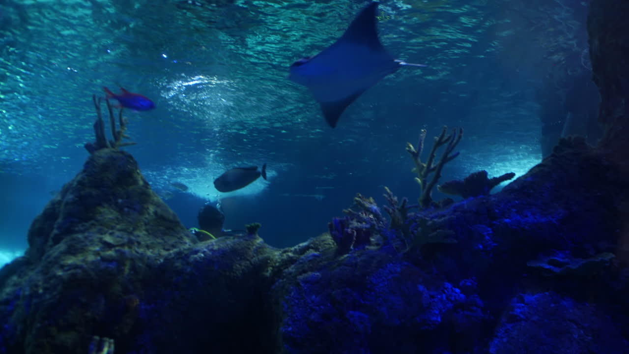 A stingray glides through the water above coral formations, accompanied by colorful fish. The vibrant underwater scene showcases the diversity of marine life in a tranquil ocean environment