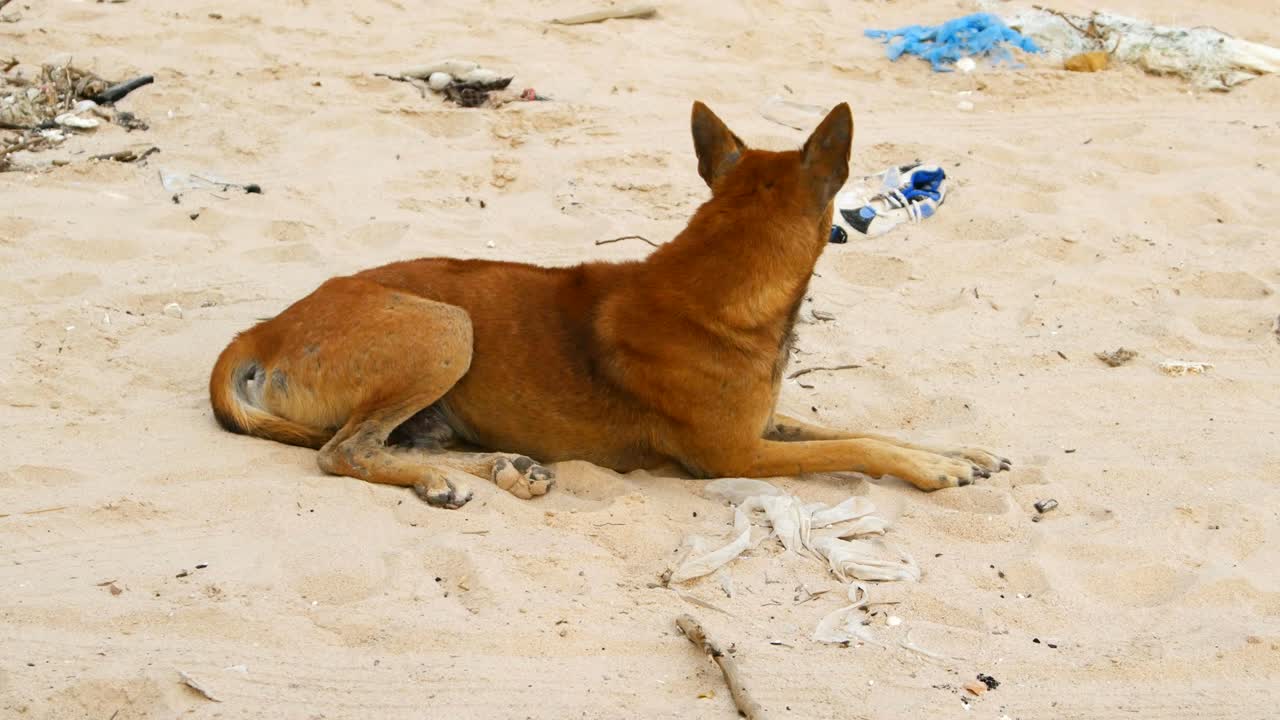 태국 레이옹 시의 해변에서 잠을 자는 개 4k